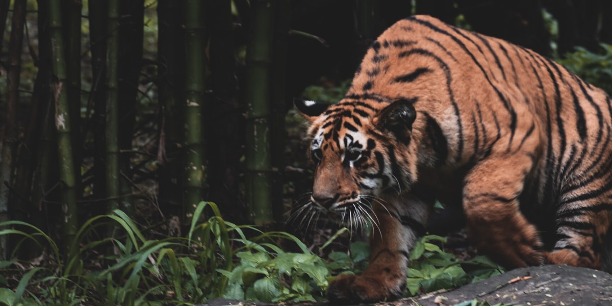 Bengali Telegram Group