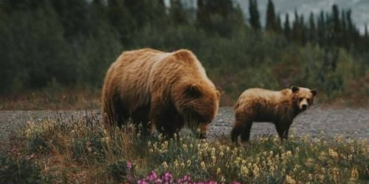 Wildlife Telegram Group Links