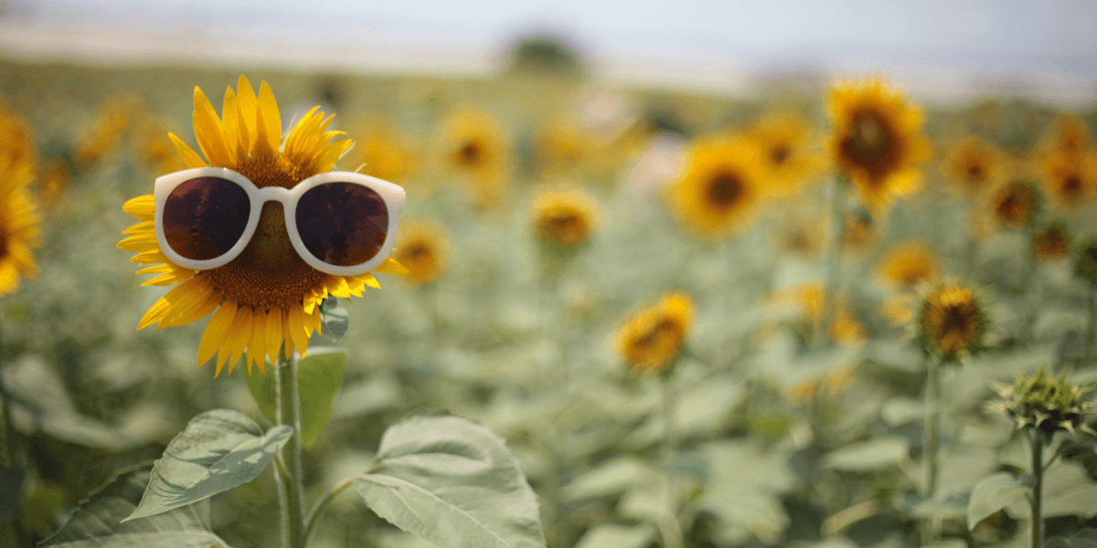 Summer Telegram Group Links