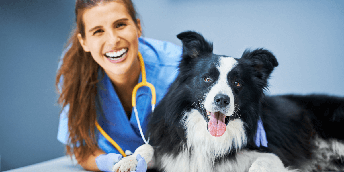 Veterinary Telegram Group Links