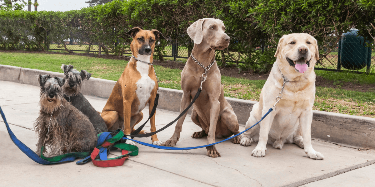 Breeds Telegram Group Links