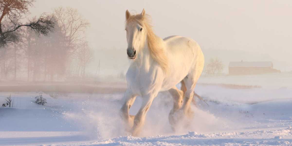 Wonderland Telegram Group Links